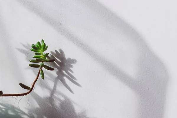 Detalhe Planta Suculenta Inclinando Parede Branca Com Luz Solar Criando — Fotografia de Stock