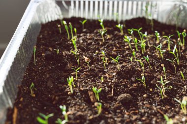 Kişniş ve otların yakın plan çekimi kapalı tepsilerde filizleniyor sığ alan derinliğinde çekiliyor.