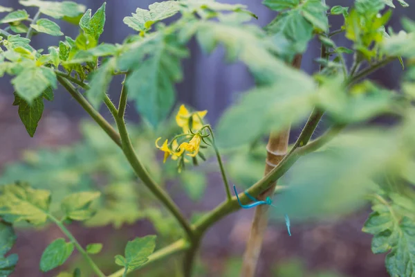 Närbild Tomat Växt Med Gula Blommor Utomhus Solig Bakgård Skott — Stockfoto