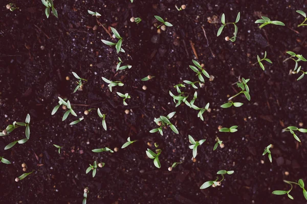 Gros Plan Des Plants Herbes Intérieur Dans Des Plateaux Minuscules — Photo