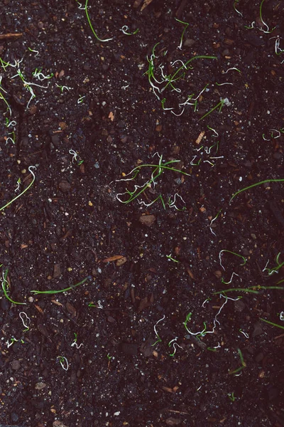 Close Herbs Seedlings Indoor Trays Tiny Coriander Onion Popping Out — Stock Photo, Image