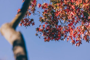 Japon akçaağacı ve arkasında kırmızı yapraklar ve mavi gökyüzü olan güzel sonbahar yaprakları.
