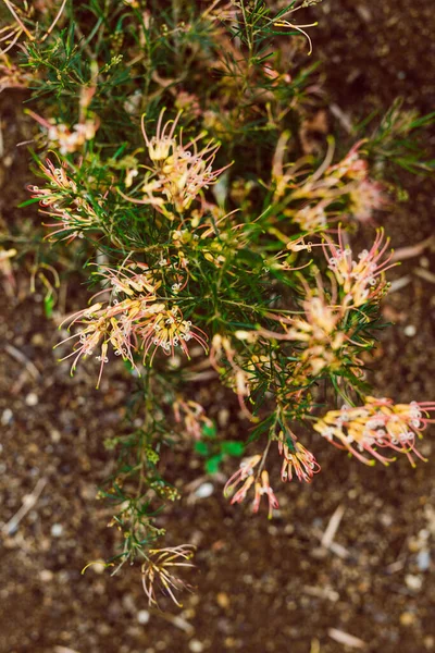 Nativo Australiano Grevillea Semperflorens Planta Aire Libre Soleado Patio Trasero —  Fotos de Stock