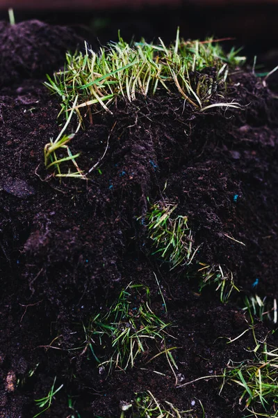 Close Clump Grass Dug Outdoor Sunny Backyard Shot Shallow Depth — Stock Photo, Image