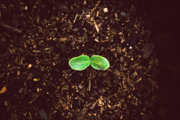 Cultivo Vegetais Seu Quintal Close Mudas Abobrinha Chão Com Vinheta — Fotografia de Stock