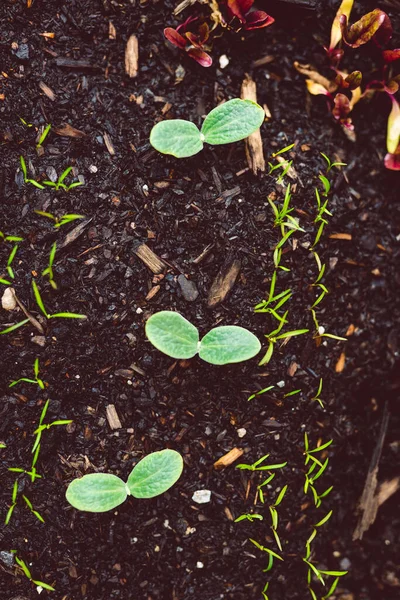 Cultiver Des Légumes Dans Votre Jardin Gros Plan Pot Avec — Photo