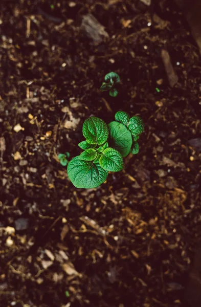 Gemüseanbau Garten Nahaufnahme Von Kartoffelsetzlingen Der Erde Mit Vignettierung — Stockfoto