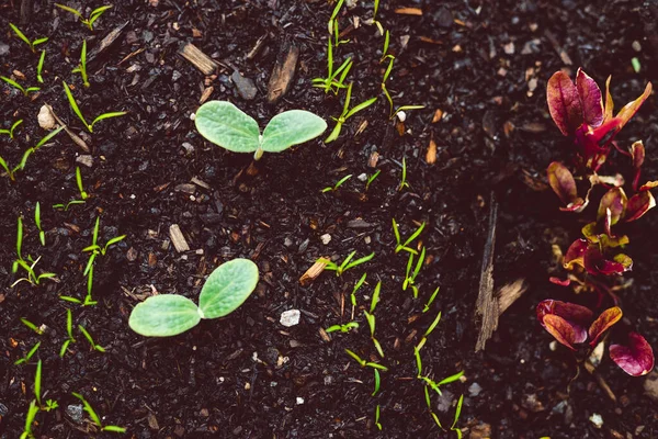 Cultiver Des Légumes Dans Votre Jardin Gros Plan Pot Avec — Photo