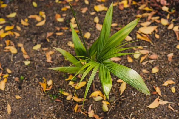 Palmera Entre Hojas Caídas Con Tonos Otoño Dorados Sobre Grava — Foto de Stock