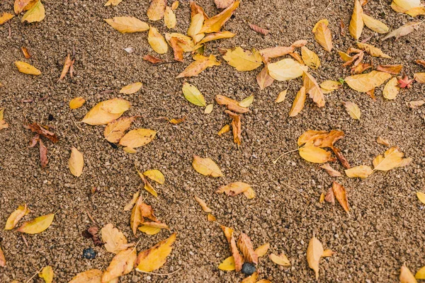 Опавшие Листья Золотыми Осенними Тонами Гравии Солнечном Заднем Дворе Снятые — стоковое фото