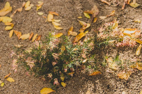 Infödda Australiska Grevillea Semperflorens Växt Med Gula Och Rosa Blommor — Stockfoto
