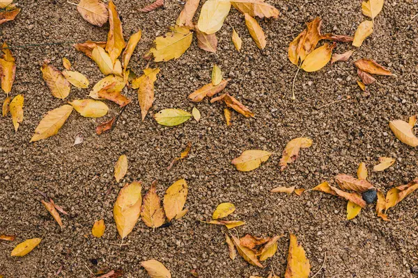 Fallna Blad Med Gyllene Hösttoner Grus Solig Bakgård Skjuten Uppifrån — Stockfoto