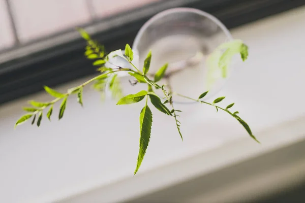 Indoor Gardening Concept Tiny Branches Pot Water Plant Propagation Shot — Stock Photo, Image