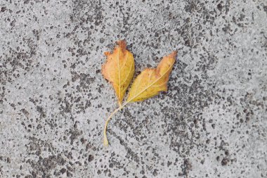 Yapayalnız sarı yaprak beton üzerinde tepeden tırnağa atış