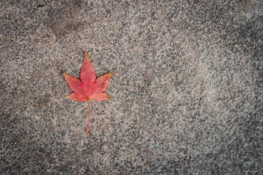 Yapayalnız düşen kırmızı Japon akçaağaç yaprağı yukarıdan aşağıya doğru beton bir atış yapıyor.