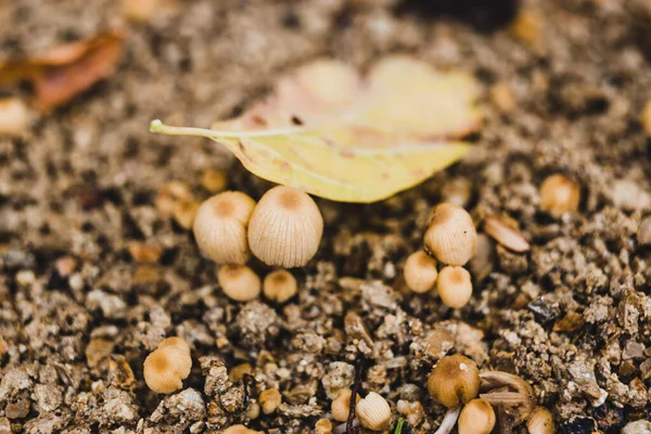 Güneşli arka bahçede mantar mantarlarının yakın plan çekimi sığ tarla derinliği