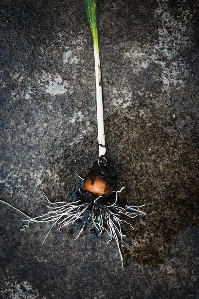 Close Daffodil Plant Pulled Out Ground Placed Concrete Bulb Root — Stock Photo, Image