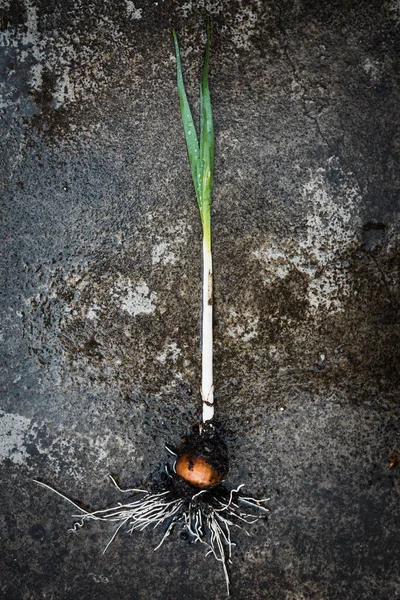Close Daffodil Plant Pulled Out Ground Placed Concrete Bulb Root — Stock Photo, Image