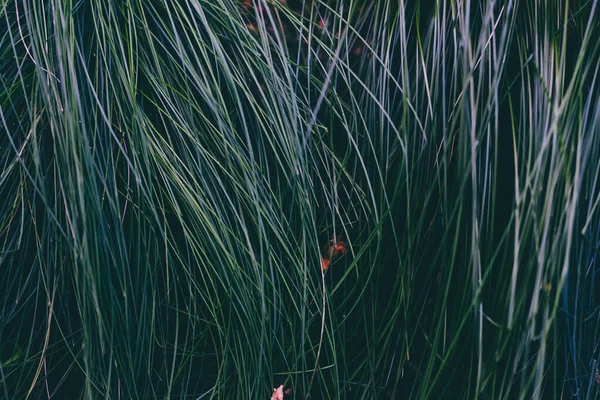 Gros Plan Plante Herbe Bleue Plein Air Dans Cour Arrière — Photo