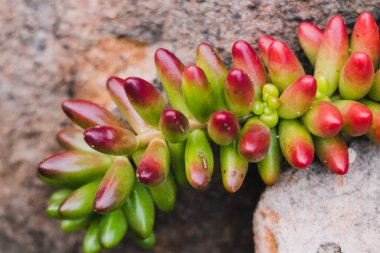Sedum rubrotinctum sulu bitki güneşli arka bahçede sığ alan derinliğinde çekim