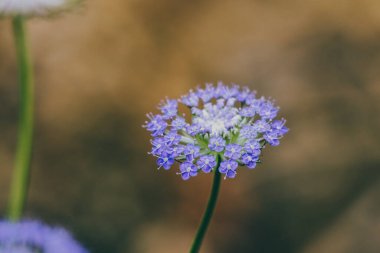 Avustralya 'nın yerlisi Rottnest Adası papatya çiçeği açık havada güneşli arka bahçede sığ bir tarlada vuruldu.