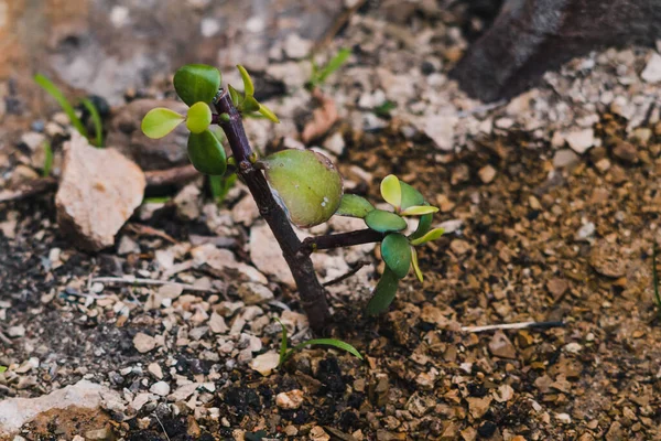 Tiny Succulent Plant Outdoor Sunny Backyard Shot Shallow Depth Field — Stock Photo, Image