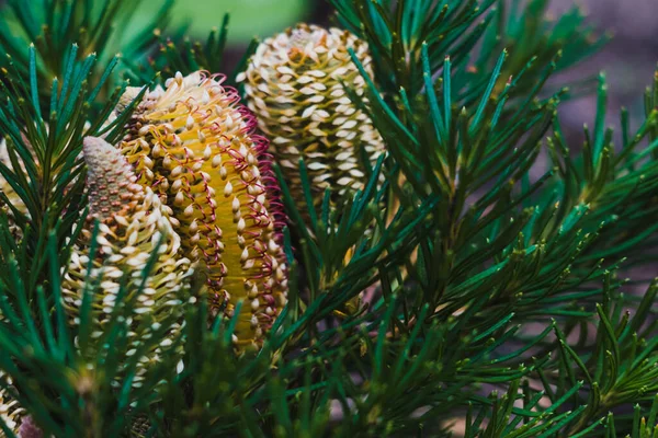Nativo Australiano Banksia Cumpleaños Velas Planta Con Flores Amarillas Rojas —  Fotos de Stock