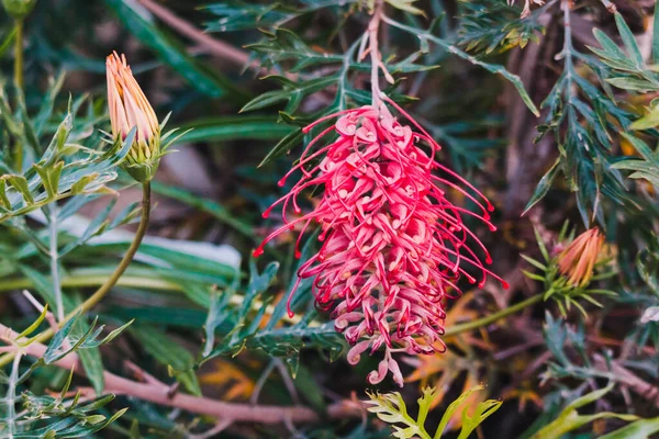 Native Australian Grevillea Plant Red Flowers Outdoor Sunny Backyard Shot — Stock Photo, Image