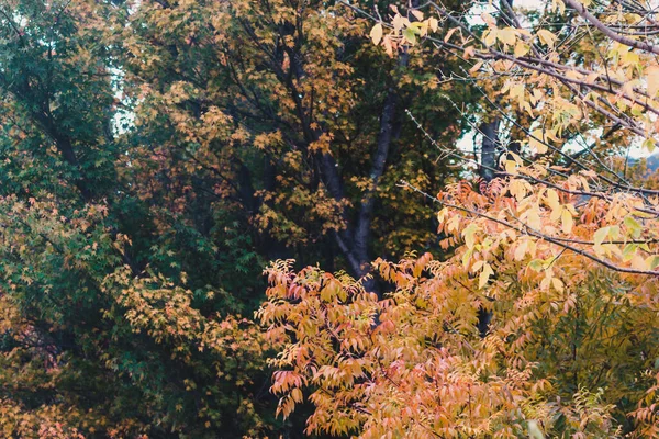Cores Outono Árvores Com Folhas Amarelas Laranja Vibrantes Tiro Livre — Fotografia de Stock