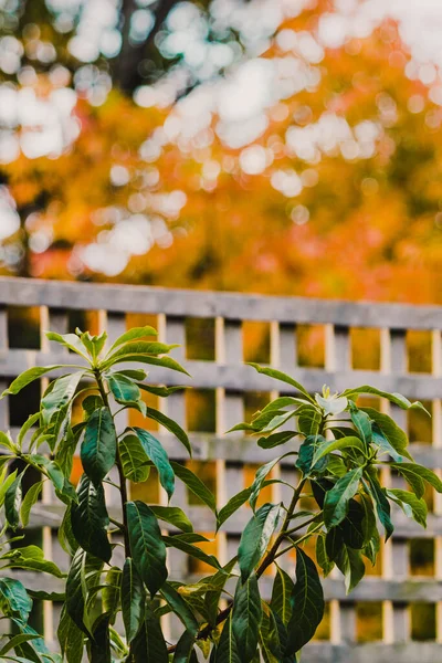 Australian frangipani tree in front of fence and trees with vibrant orange and yellow autumn leaves shot outdoor in a backyard in Australia