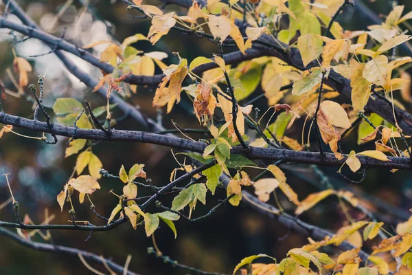 Livfulla Gula Och Orange Blad Höstträd Skjutna Med Telepatisk Och — Stockfoto