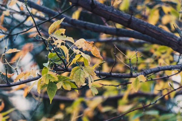 Livfulla Gula Och Orange Blad Höstträd Skjutna Med Telepatisk Och — Stockfoto