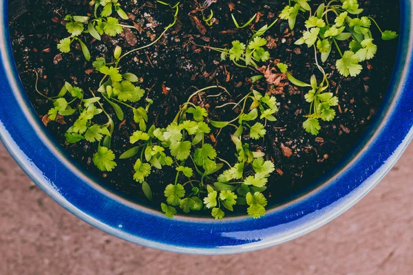 close-up of coriander or cilantro plant in blue pot outdoor in sunny backyard shot at shallow depth of field