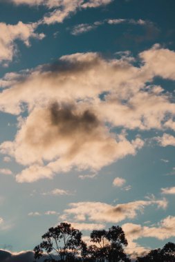 Tazmanya 'nın Tazmanya yamacında Wellington Dağı yakınlarında okaliptüs sakız ağaçları üzerinde günbatımı bulutları