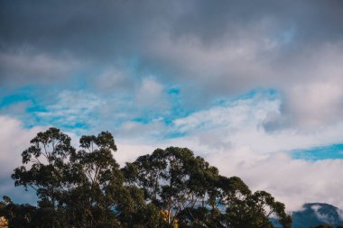 Wellington Dağı yakınlarındaki Tazmanya 'nın yamacında okaliptüs sakız ağaçları üzerinde bulutlar.