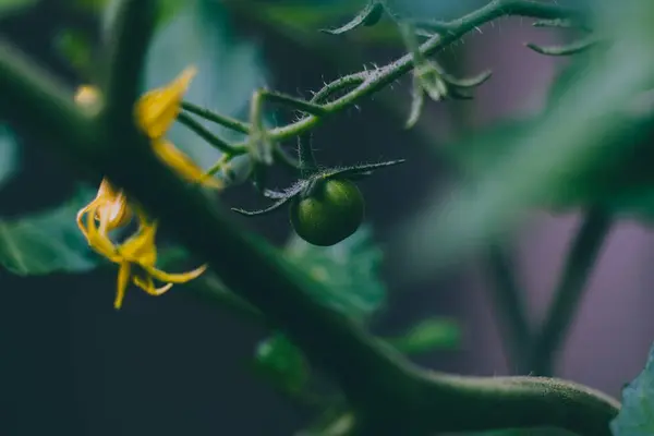 Närbild Tomat Växt Utomhus Skott Bland Bladen Grunt Skärpedjup — Stockfoto