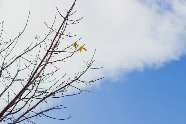 Bare Tree Branches Only Handful Autumn Leaves Left Hanging Contrasty — Stock Photo, Image