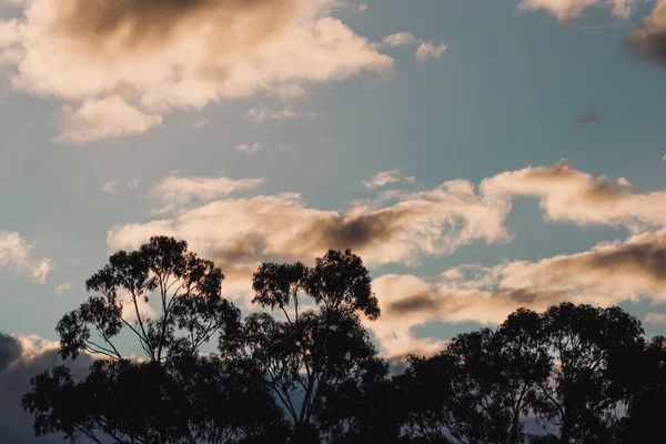 Nuages Coucher Soleil Sur Les Eucalyptus Sur Colline Tasmanie Près — Photo