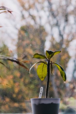 Frangipani bitkileri pencere kenarındaki saksılarda arka planda ağaçla sığ alan derinliğinde çekim yapıyor.