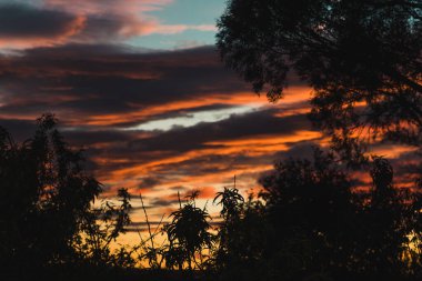 Tazmanya Avustralya 'da bir bahçede çekilmiş sakız ağaçlarının arasında güzel bulutlar arasında pembe bir gün doğumu.