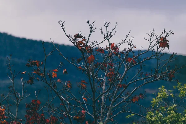 Sonbahar Ağaçlarının Yarı Çıplak Dalları Birkaç Sonbahar Yaprakları Kaldı Arka — Stok fotoğraf