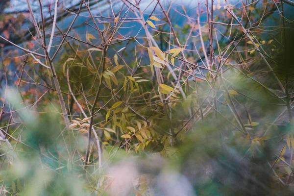 Осенние Деревья Полуобнаженными Ветвями Несколькими Осенними Листьями Оставленными Мелкой Глубине — стоковое фото