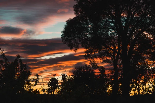 Lever Soleil Rose Avec Beaux Nuages Parmi Les Gommiers Abattus — Photo