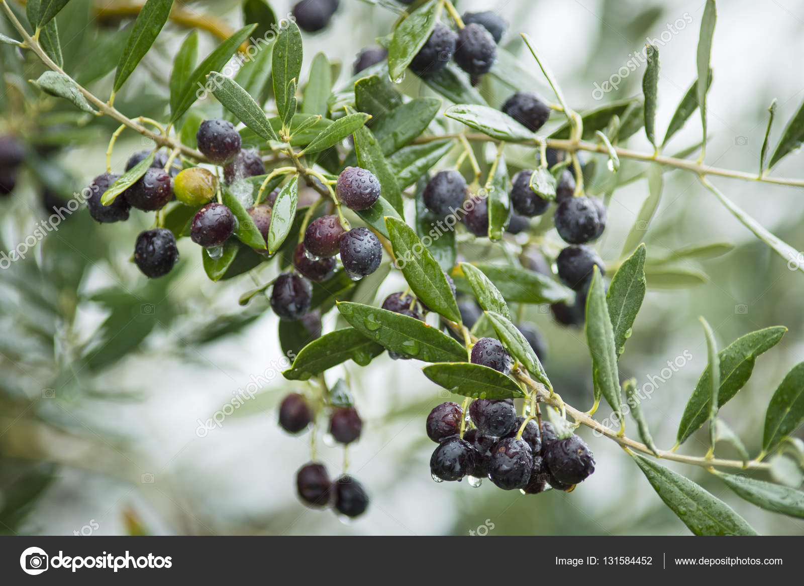 Azeitonas Pretas Na Arvore Stock Photo C Serg Avalon Mail Ru 131584452