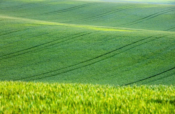 Campos de trigo verde na República Checa — Fotografia de Stock