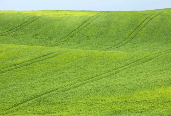 Zobacz pole pszenicy zielony — Zdjęcie stockowe