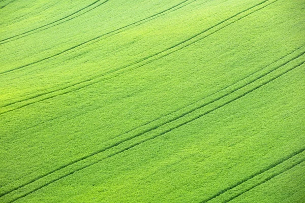 Зеленые пшеничные поля Чехии — стоковое фото