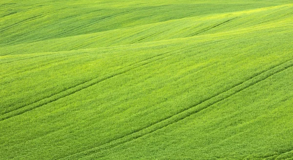 Krajobraz z pola pszenicy zielony — Zdjęcie stockowe