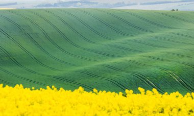 yeşil ve sarı alanları soyut çizgilerle