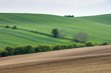 Çek Cumhuriyeti'nde bahar alanları
